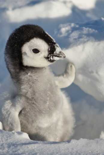 مشاهدة فيلم Snow Chick A Penguin's Tale 2015 مترجم (2015)